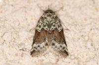 Nycteola siculana