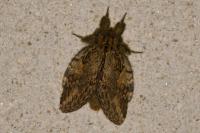 Peridea anceps