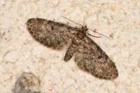 Eupithecia tantillaria