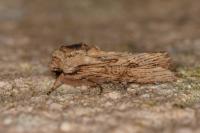 Egira conspicillaris