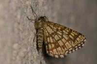 Chiasmia clathrata