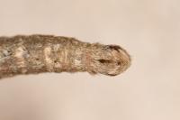 Aplocera efformata