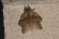 Stauropus fagi