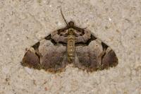 Anticlea derivata