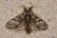 Drymonia ruficornis
