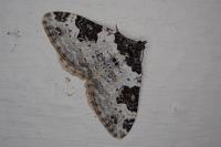 Xanthorhoe fluctuata