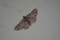 Gymnoscelis rufifasciata
