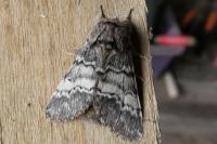 Drymonia ruficornis