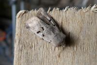 Orthosia gothica