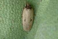 Agonopterix subpropinquella