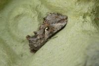 Autographa gamma
