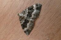 Epirrhoe alternata