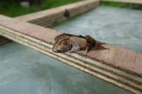 Notodonta ziczac