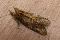 Peridea anceps