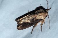 Egira conspicillaris