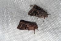 Orthosia gothica