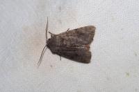 Orthosia incerta