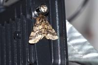 Lycia hirtaria
