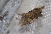 Peridea anceps