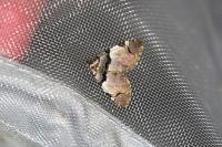 Anticlea derivata
