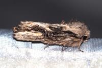Egira conspicillaris