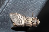 Drymonia ruficornis