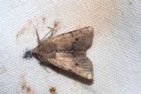 Spudaea ruticilla