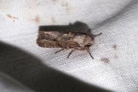 Egira conspicillaris