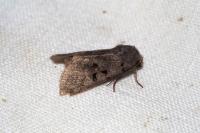 Orthosia gothica