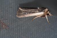 Ochropleura leucogaster