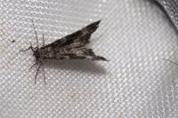 Epirrhoe alternata