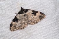 Xanthorhoe fluctuata