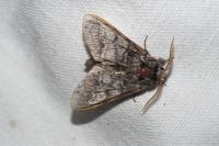 Drymonia ruficornis