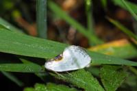 Cilix hispanica