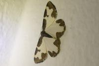 Lomaspilis marginata