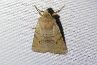 Spudaea ruticilla