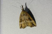 Hypena rostralis