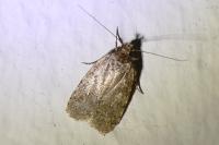 Agonopterix
