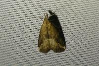 Schrankia costaestrigalis