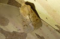 Orthosia miniosa