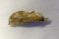Pterostoma palpina