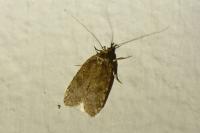 Agonopterix