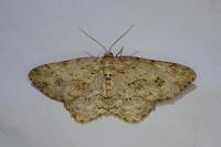 Ectropis crepuscularia