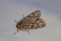 Xylocampa areola