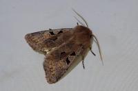 Orthosia gothica