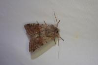 Orthosia incerta