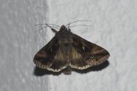 Autographa gamma