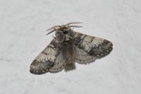 Drymonia ruficornis