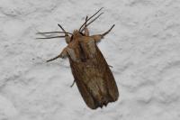 Egira conspicillaris