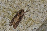 Egira conspicillaris